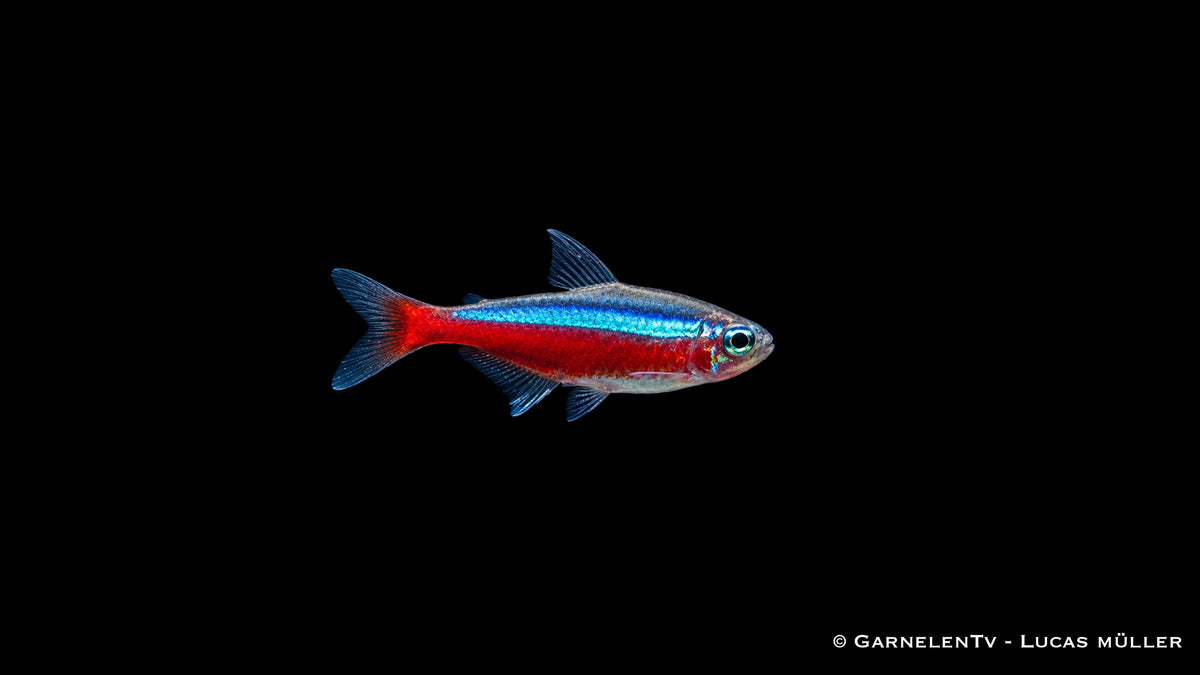 Roter Neon Jumbo - Paracheirodon axelrodi - Deutsche Nachzucht