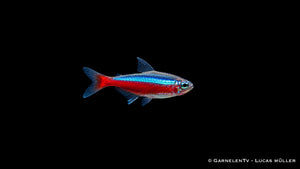 Roter Neon Jumbo - Paracheirodon axelrodi - Deutsche Nachzucht
