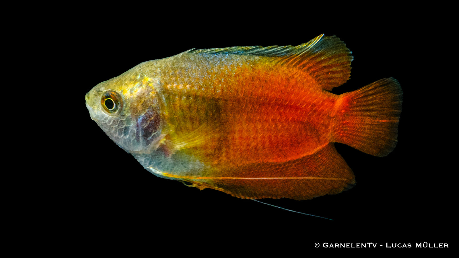 Roter Zwergfadenfisch Colisa lalia rot im Aquarium