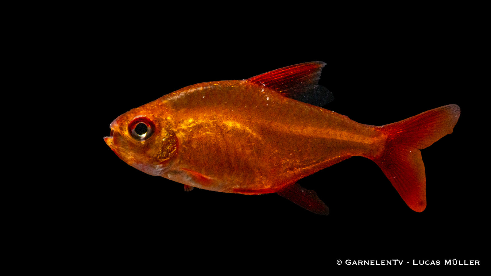 Roter Cherrysalmler (Hyphessobrycon sp. Muzel Red) im Aquarium