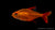 Roter Cherrysalmler (Hyphessobrycon sp. Muzel Red) im Aquarium
