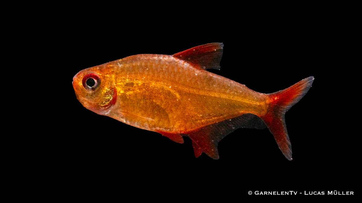 Roter Cherrysalmler im Aquarienbecken