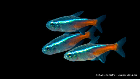 Bright Paracheirodon innesi Freshwater Fish in Tank

