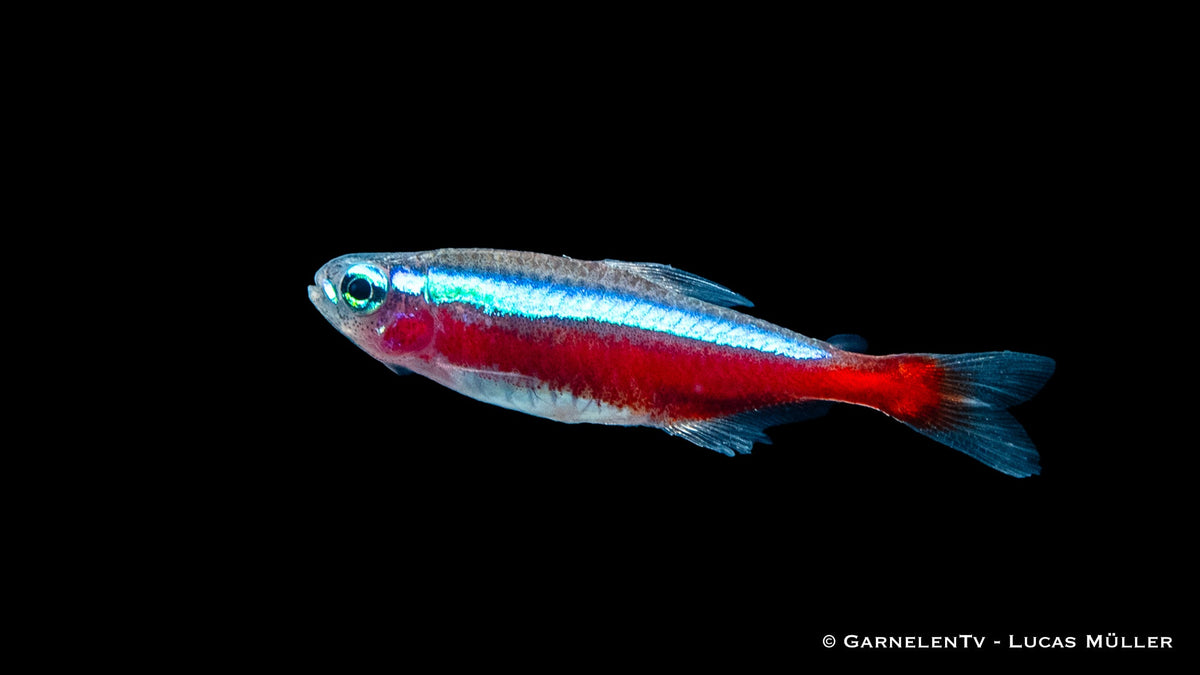 Roter Neon Paracheirodon axelrodi in einem Schwarm im Aquarium