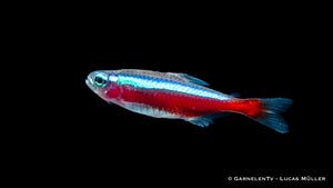 Roter Neon Paracheirodon axelrodi in einem Schwarm im Aquarium