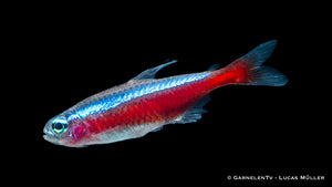 30er Gruppe Roter Neon Paracheirodon axelrodi für Aquarienhaltung
