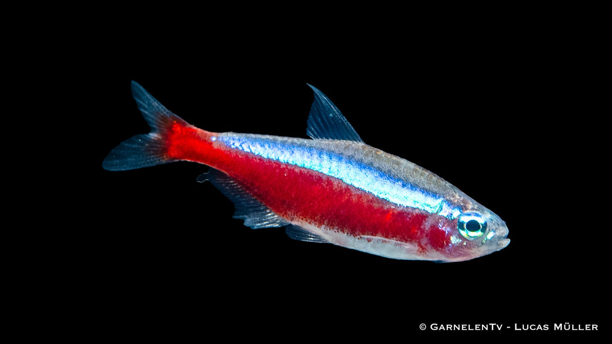 Deutsche Nachzucht Roter Neon Paracheirodon axelrodi im Aquarium