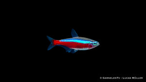 30er Gruppe Roter Neon Paracheirodon axelrodi für Aquarien
