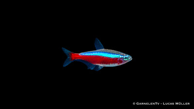 30er Gruppe - Roter Neon - Paracheirodon axelrodi - Deutsche Nachzucht