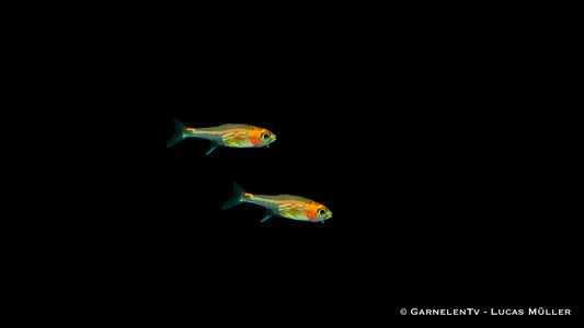 Roter Pfeffersalmer Axelrodia riesei in Freshwater Tank