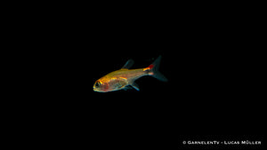 Vibrant Axelrodia riesei Fish Swimming in Aquarium