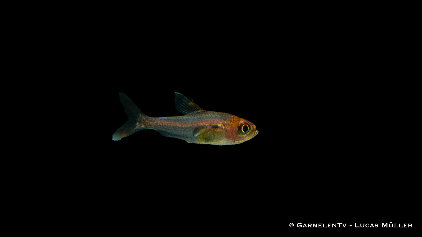 Roter Phantomsalmler - Megalamphodos sweglesi in Aquarium