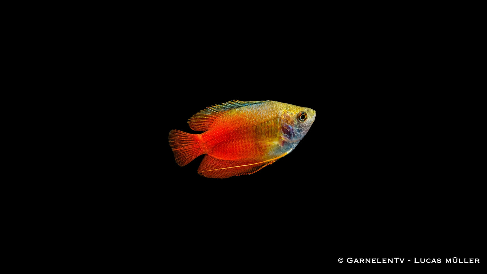 Roter Zwergfadenfisch - Colisa lalia rot, leuchtend orangerot mit goldgelbem Kopf