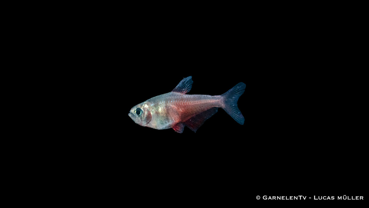 Hyphessobrycon flammeus – Roter von Rio in tropischem Wasser