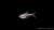 Roter von Rio Fisch (Hyphessobrycon flammeus) im Aquarium