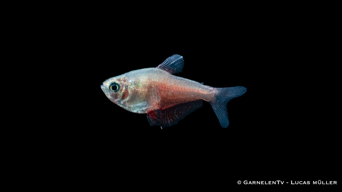 Roter von Rio Fisch (Hyphessobrycon flammeus) im Aquarium