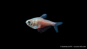 Roter von Rio Fisch (Hyphessobrycon flammeus) im Aquarium