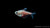 Roter von Rio Fisch (Hyphessobrycon flammeus) im Aquarium
