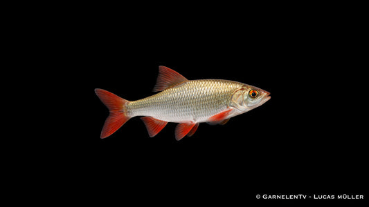 Rotfeder Scardinius erythrophthalmus mit roten Flossen im klaren Kaltwasser Aquarium