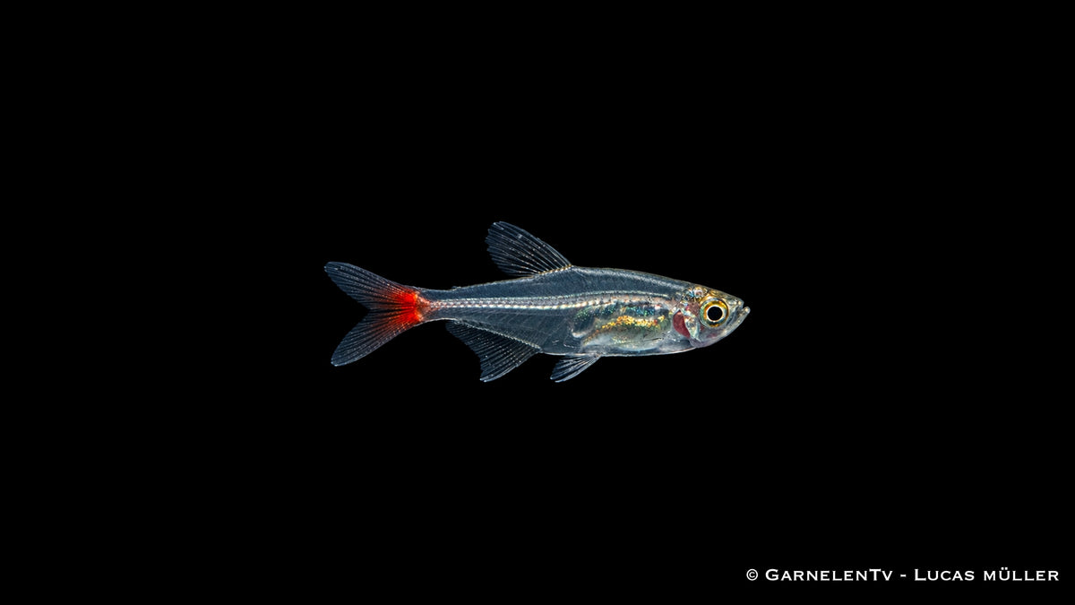 Rotflossen Glassalmler (Prionobrama filigera), Seitenansicht
