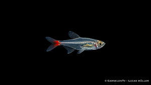 Rotflossen Glassalmler (Prionobrama filigera), Seitenansicht
