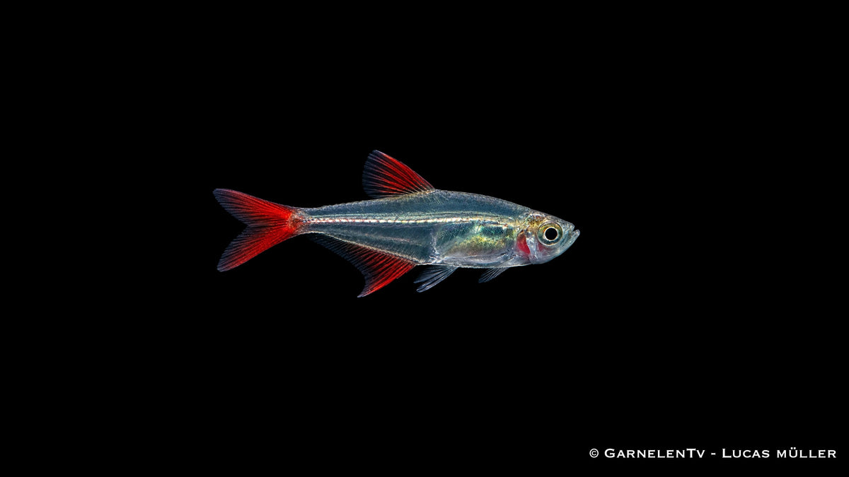 Rotflossen Glassalmler - Prionobrama filigera mit durchsichtigem Körper und roter Schwanzflosse
