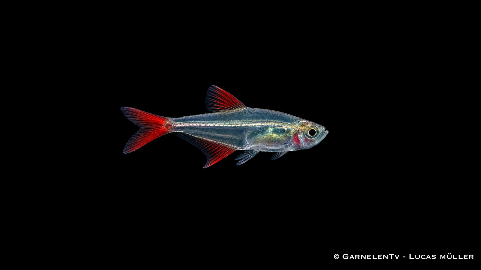 Rotflossen Glassalmler - Prionobrama filigera mit durchsichtigem Körper und roter Schwanzflosse