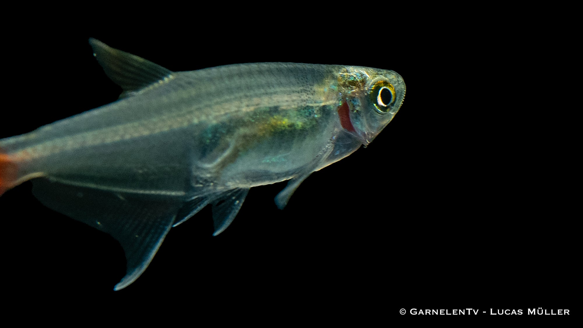 Rotflossen Glassalmler (Prionobrama filigera) im Aquarium