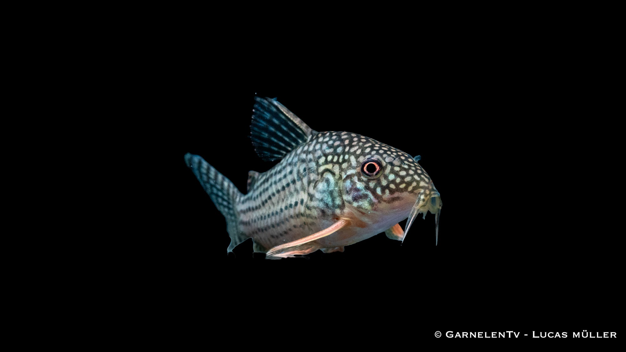 Rotflossenpanzerwels Corydoras sterbai im Aquarium