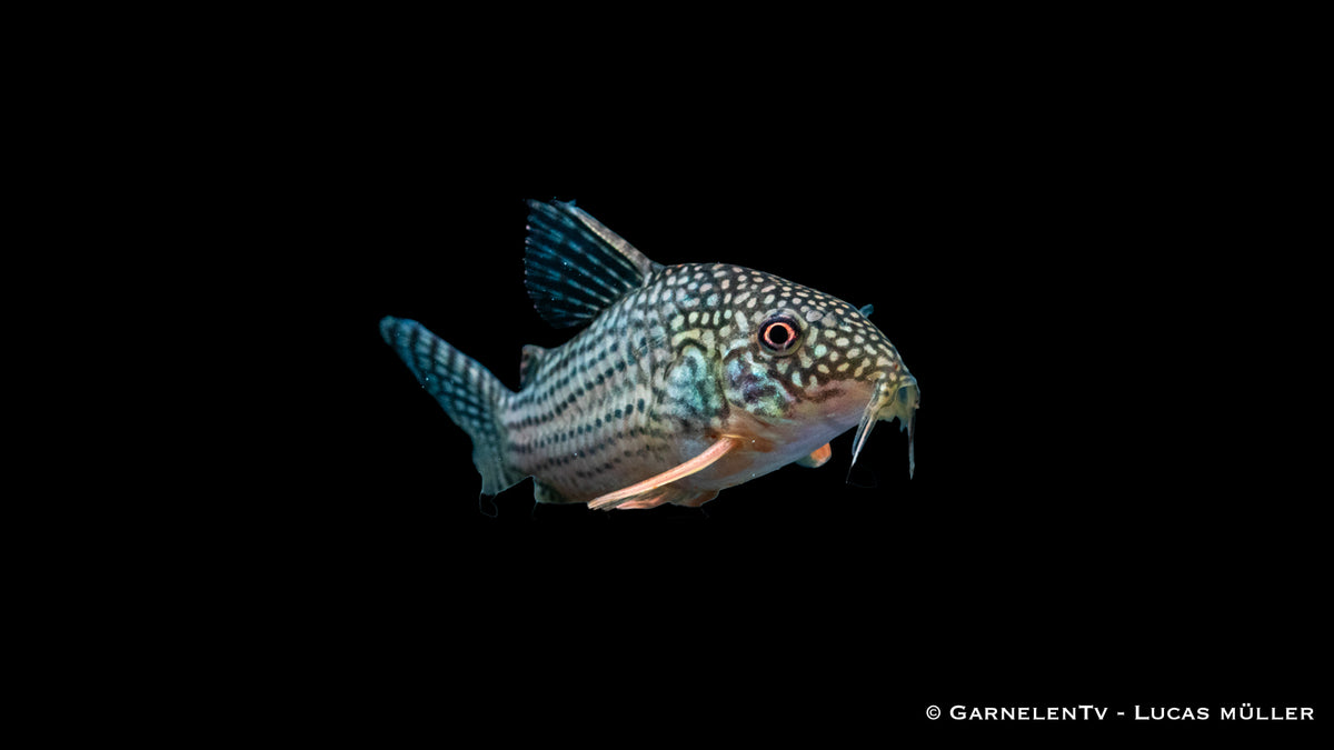 Corydoras sterbai – Panzerwels mit roten Flossen und Fleckenmuster