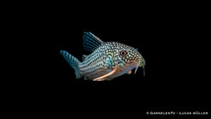 Corydoras sterbai – Panzerwels mit roten Flossen und Fleckenmuster