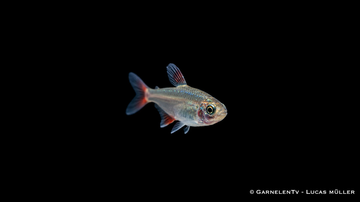 Rotflossensalmler - Aphyocharax anisitsi