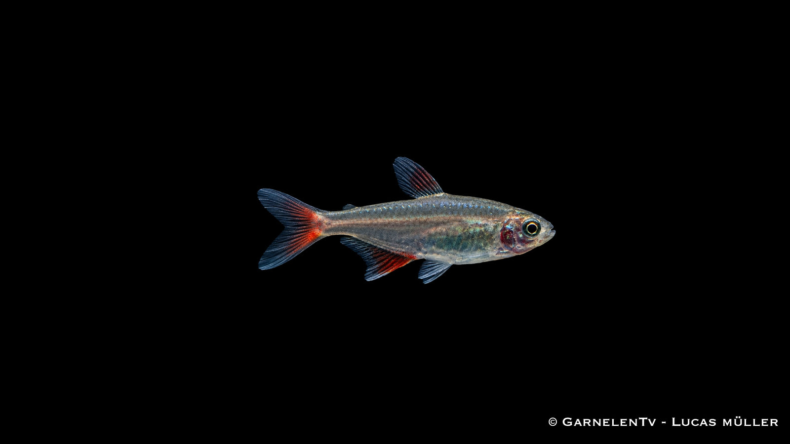 Rotflossensalmler - Aphyocharax anisitsi