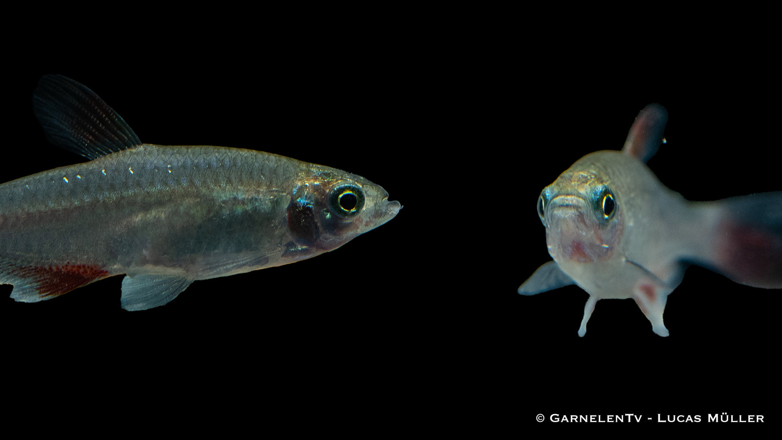 Rotflossensalmler (Aphyocharax anisitsi) im Aquarium
