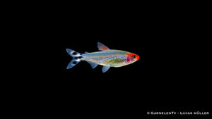 Rotkopfsalmler - Petitella (Hemigrammus) bleheri