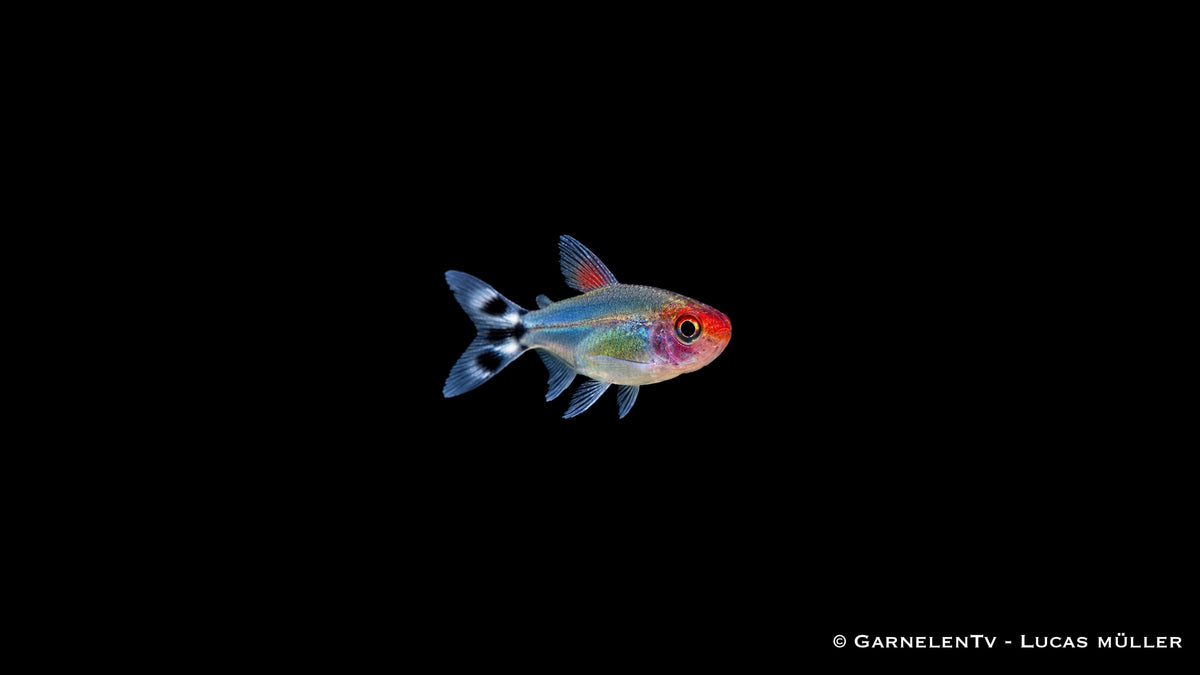 Rotkopfsalmler - Petitella (Hemigrammus) bleheri
