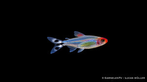 Rotkopfsalmler - Petitella (Hemigrammus) bleheri