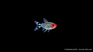 Rotkopfsalmler - Petitella (Hemigrammus) bleheri