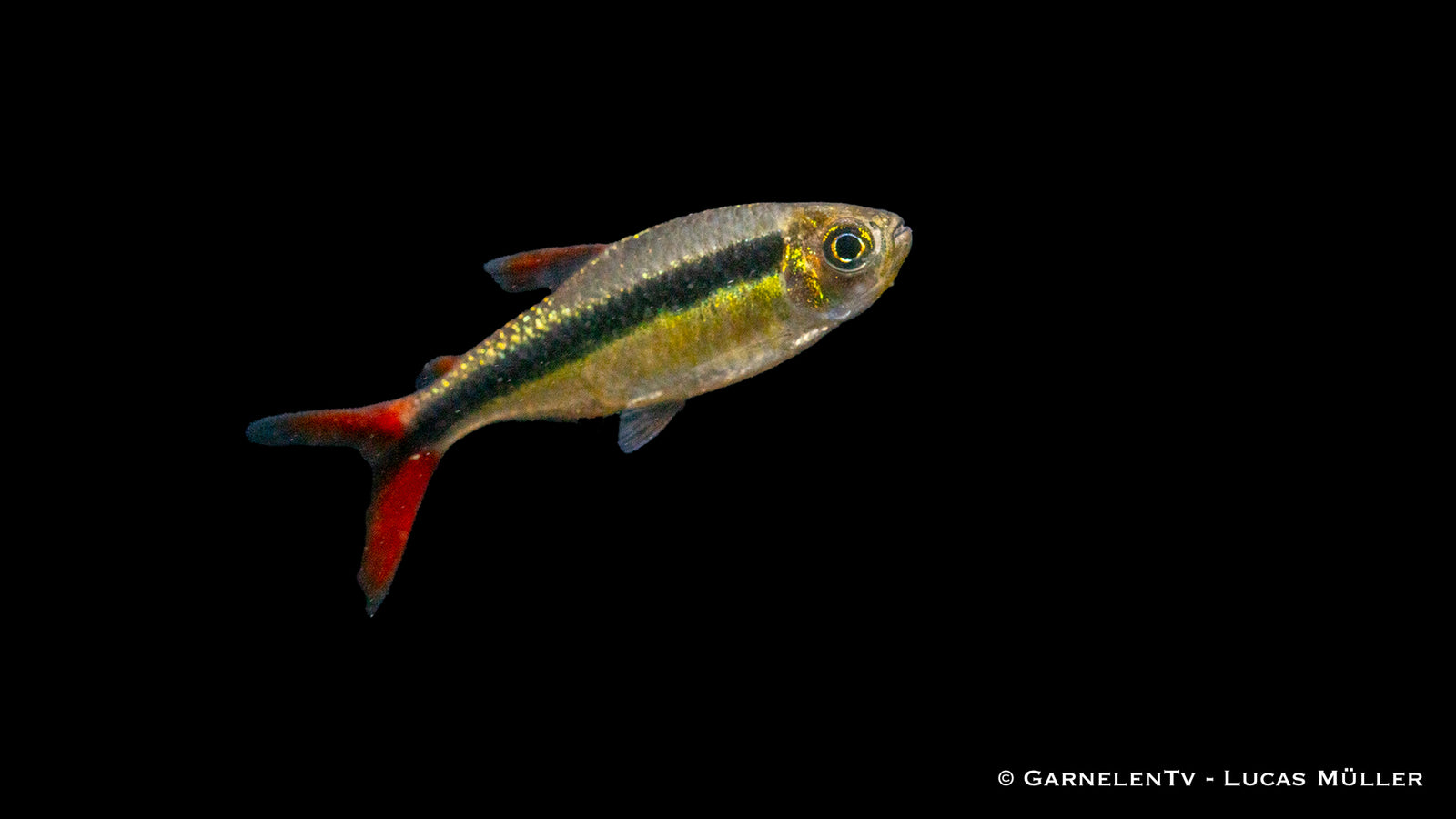 Rotflossen Schrägschwimmer mit leuchtend roter Flosse