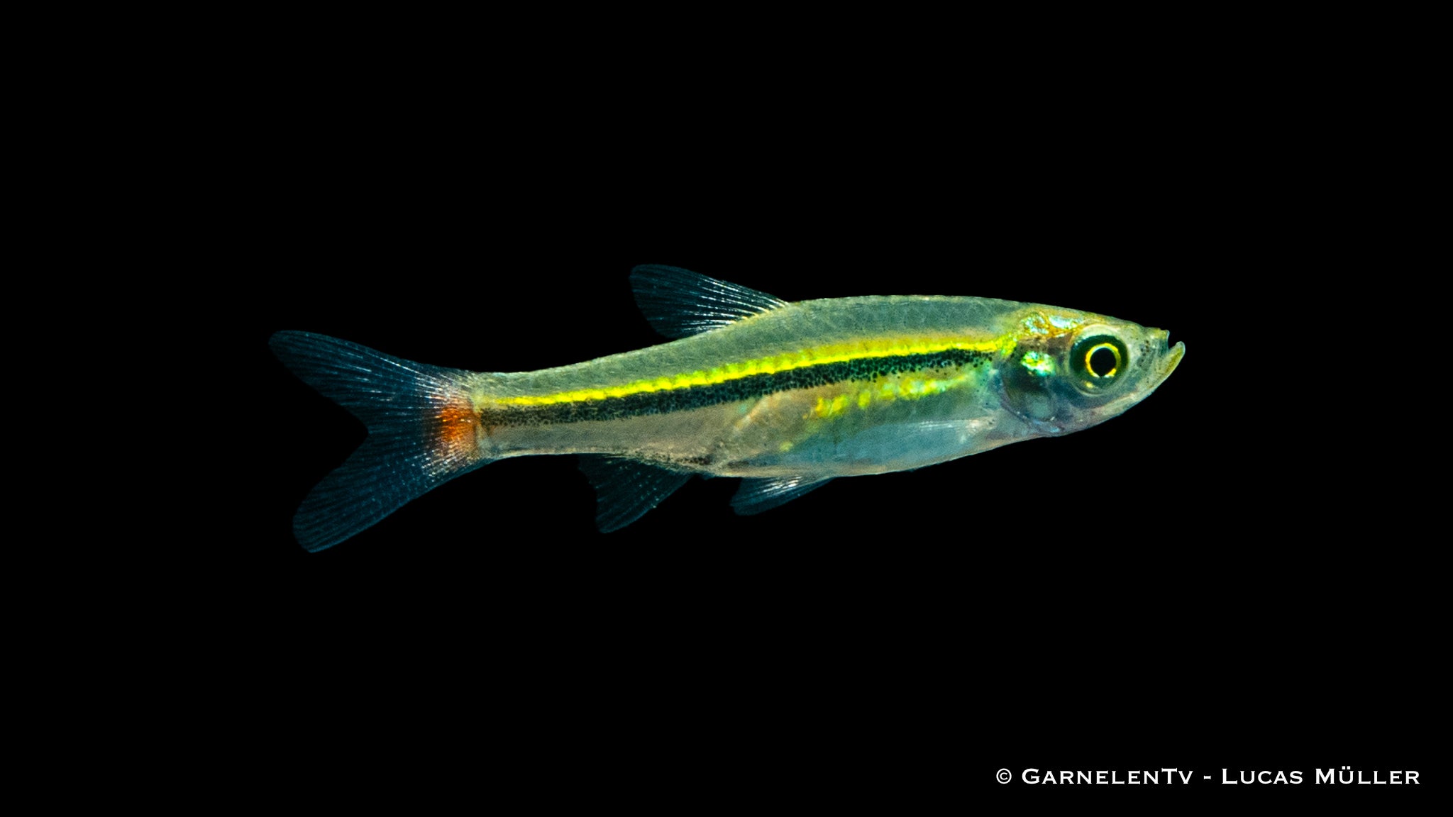 Rotschwanz Bärbling - Rasbora borapetensis