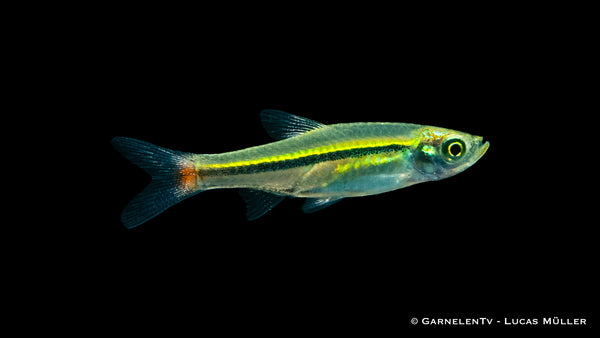 Rotschwanz Bärbling - Rasbora borapetensis