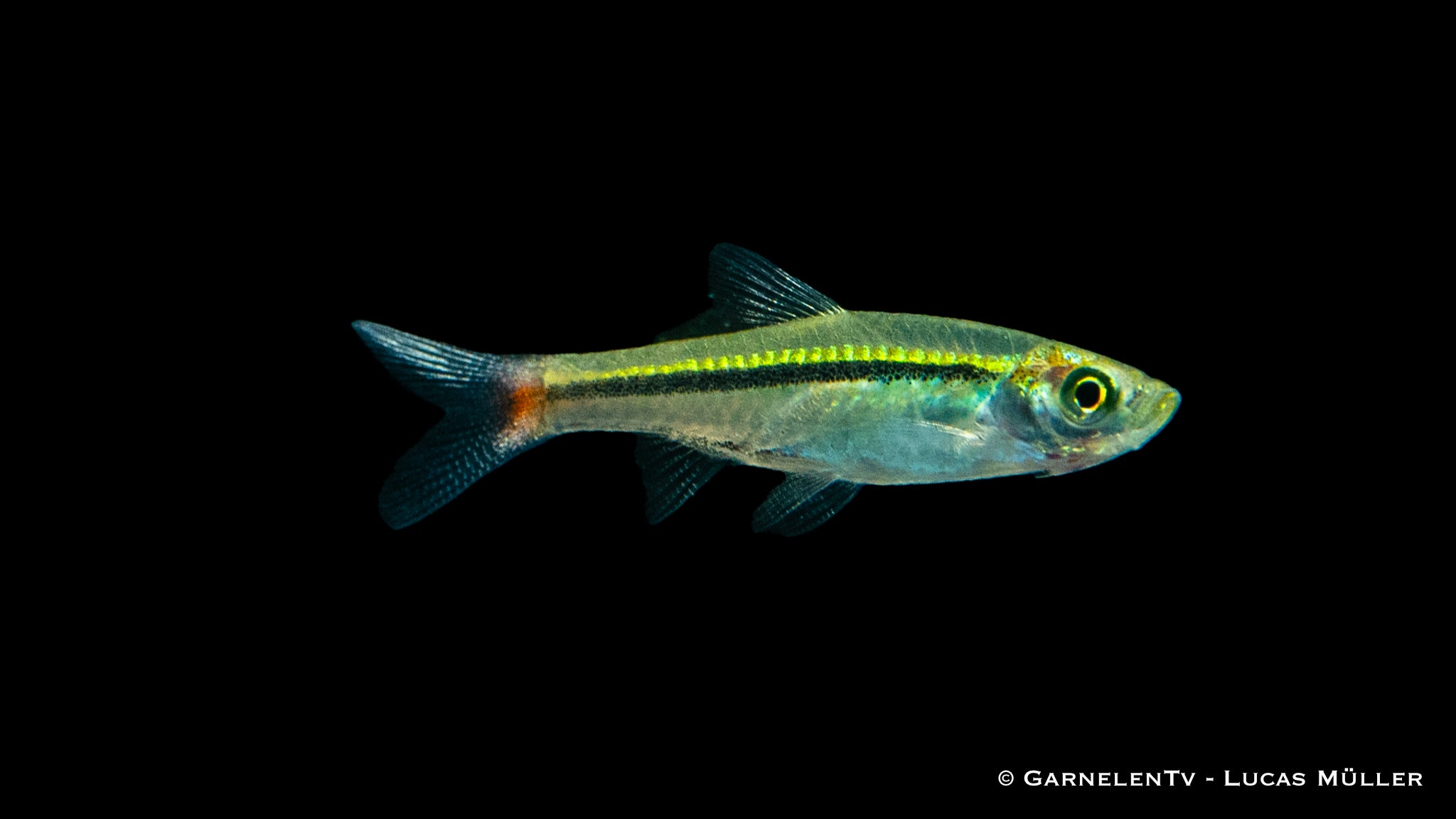 Rotschwanz Bärbling - Rasbora borapetensis