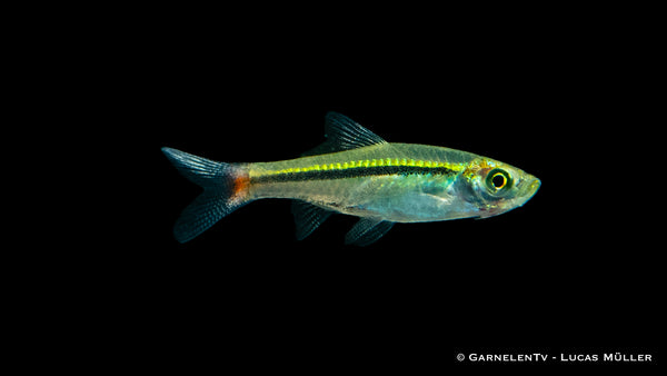 Rotschwanz Bärbling - Rasbora borapetensis