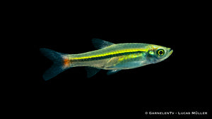 Rotschwanz Bärbling im Aquarium