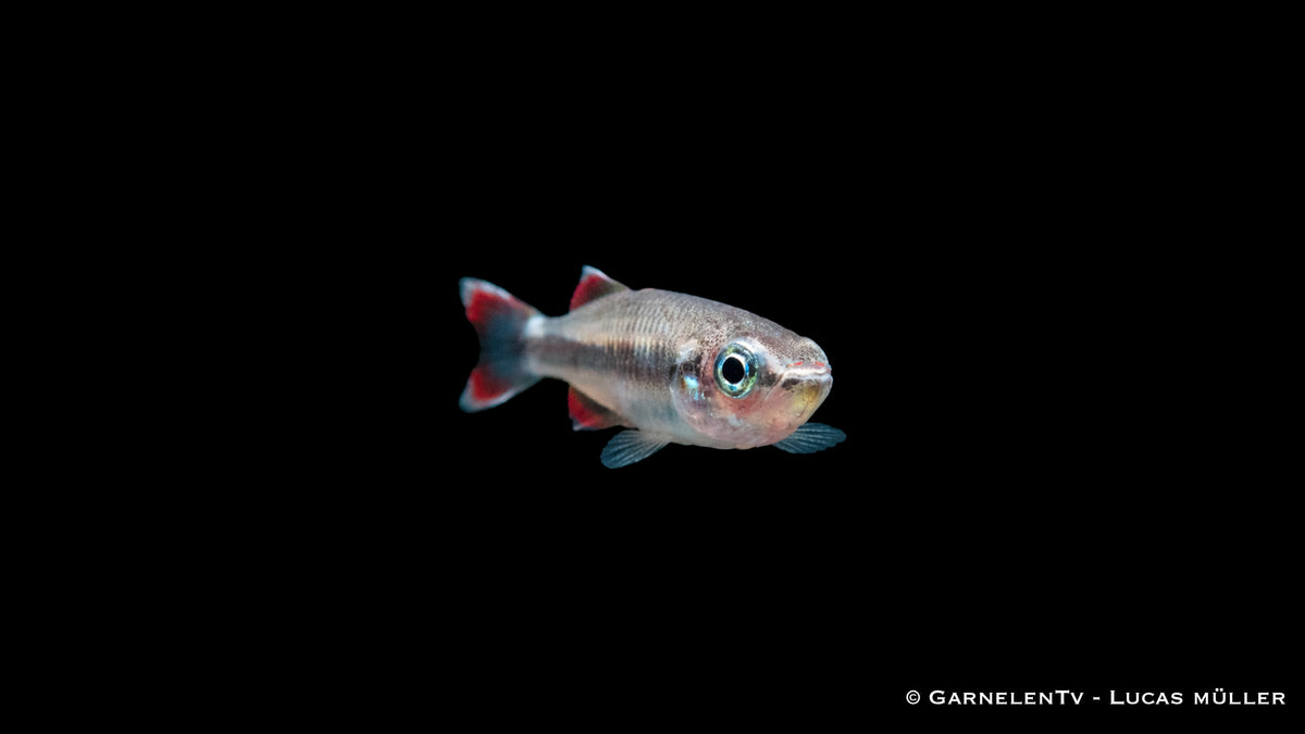 Rotschwanzährenfisch mit silbrigem Körper und rot gefärbter Schwanzflosse