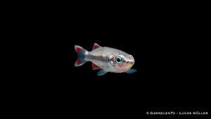 Rotschwanzährenfisch mit silbrigem Körper und rot gefärbter Schwanzflosse