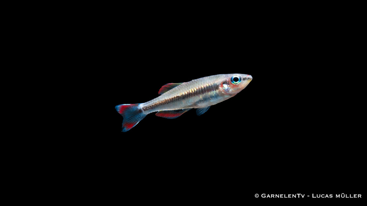 Rotschwanzährenfisch Bedotia madagascariensis mit roter Schwanzflosse im Schwarm im Aquarium