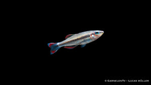 Rotschwanzährenfisch Bedotia madagascariensis mit roter Schwanzflosse im Schwarm im Aquarium