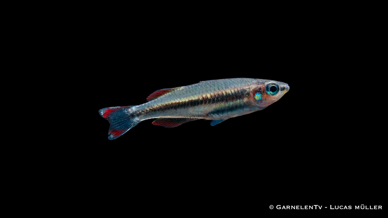 Rotschwanzährenfisch Bedotia madagascariensis mit roter Schwanzflosse im Schwarm im Aquarium