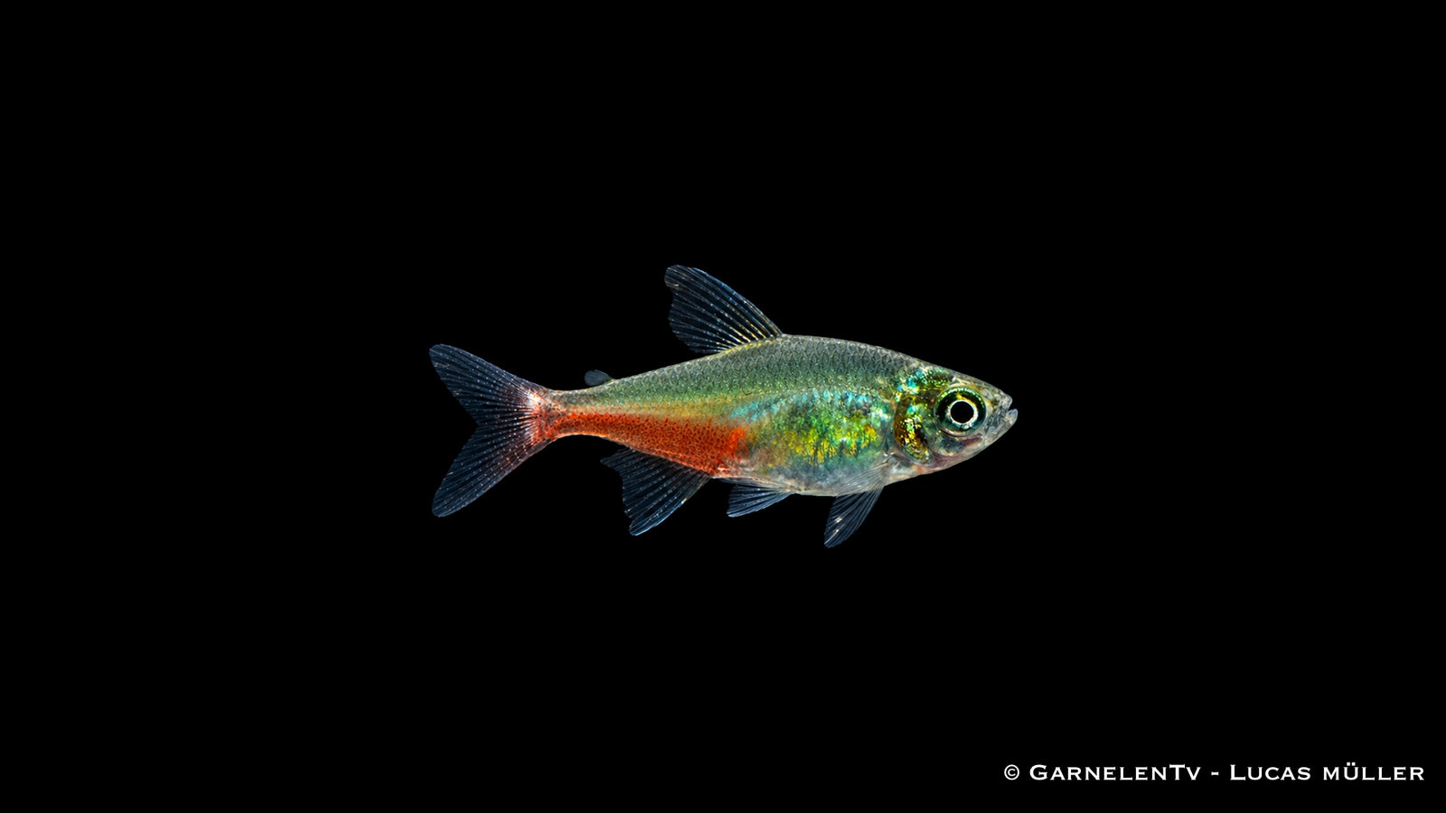 Rubinsalmler - Aphyocharax rathbuni